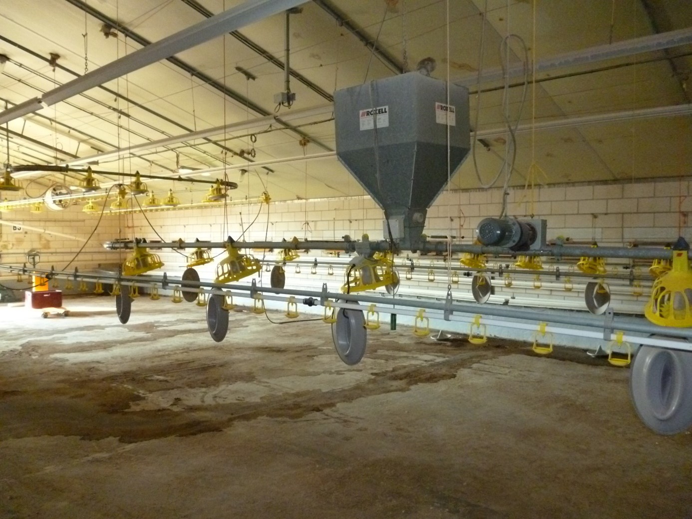 vleeskuikenstal