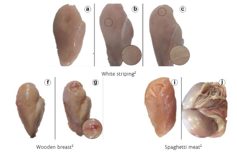 White striping - wooden breast - spaghetti meat 